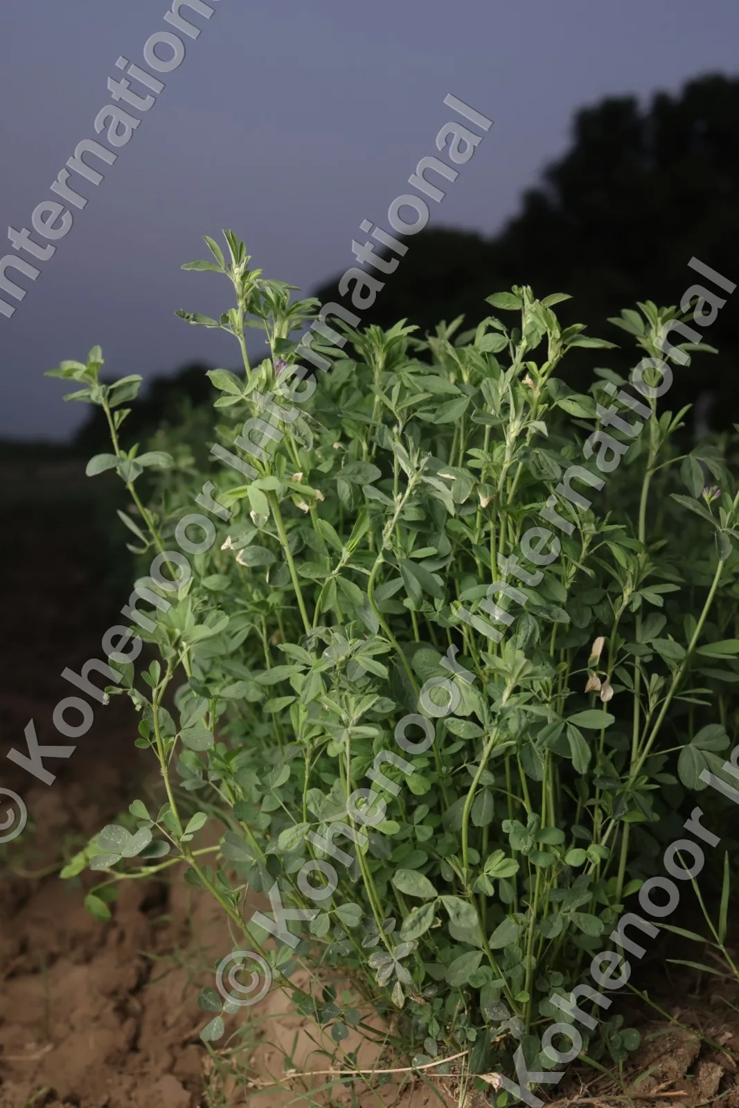 Kohenoor KN92 alfalfa field in bloom at twilight — Pakistan premium forage pasture fodder seeds