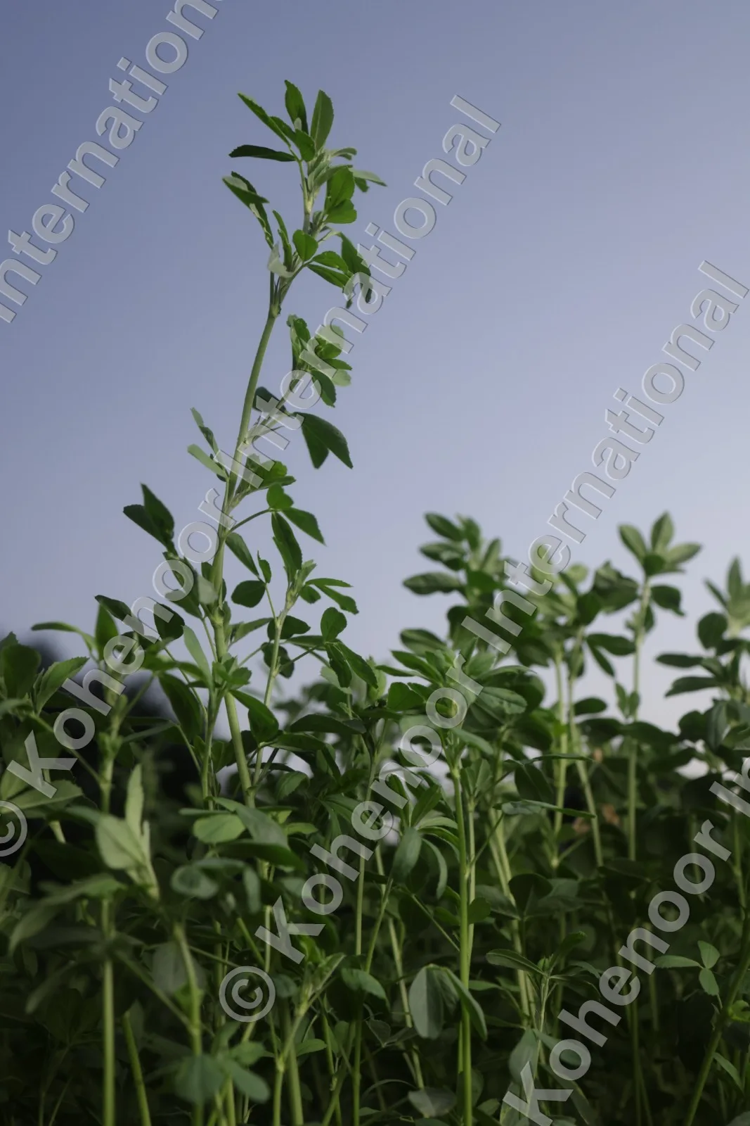 TAIZTAR alfalfa variety tall growth against blue sky — pasture seeds Pakistan