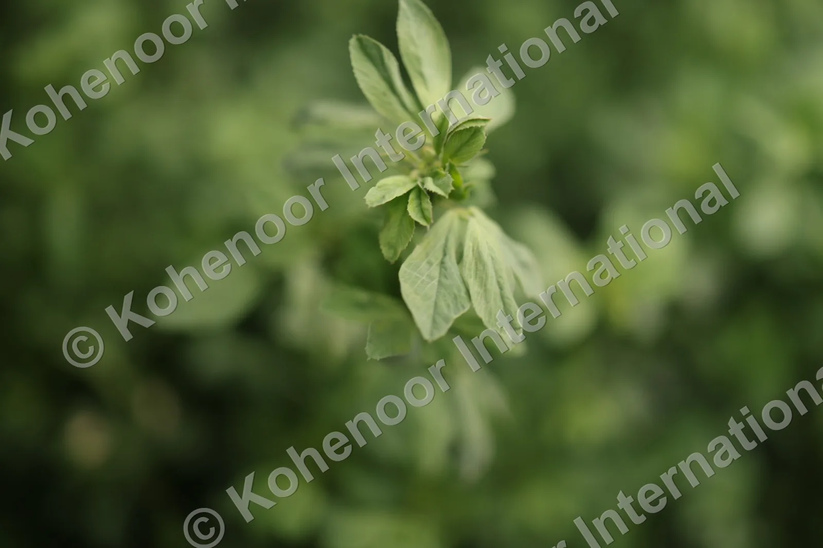 Alfalfa leaf density macro — premium quality forage seed Kohenoor International