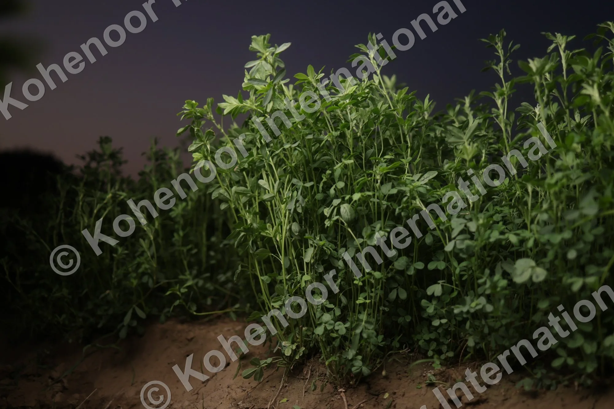 Kohenoor premium alfalfa seeds in bowl with hand-engraved wooden badge — Kohenoor International Pakistan